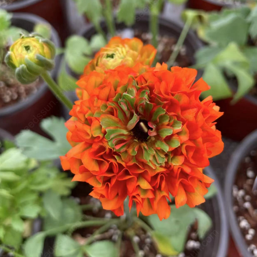 Ranunculus Pon-Pon Series