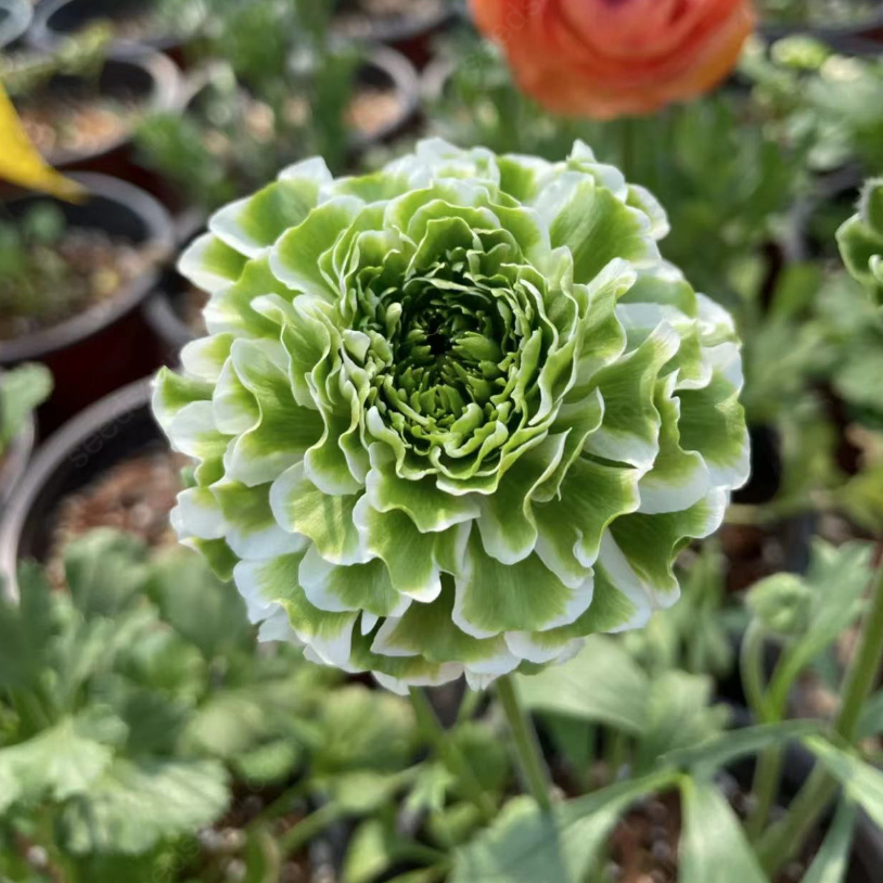 Ranunculus Pon-Pon Series