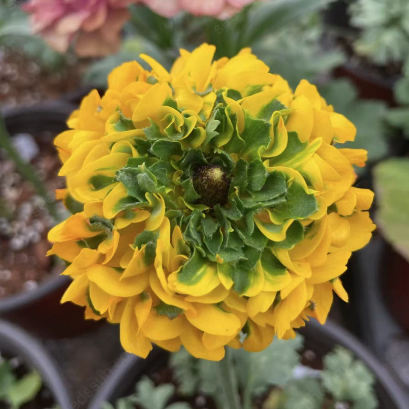 Ranunculus Pon-Pon Series