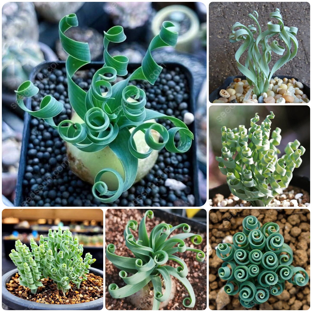 Bulb - Albuca Concordiana [Rare Succulents]