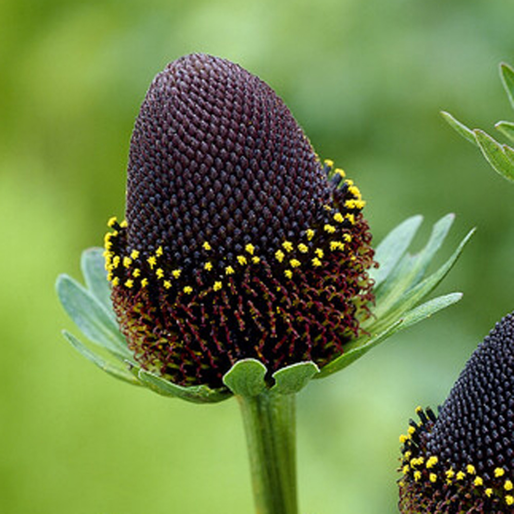 Rudbeckia Occidentalis - Black Beauty Western Coneflower Seeds