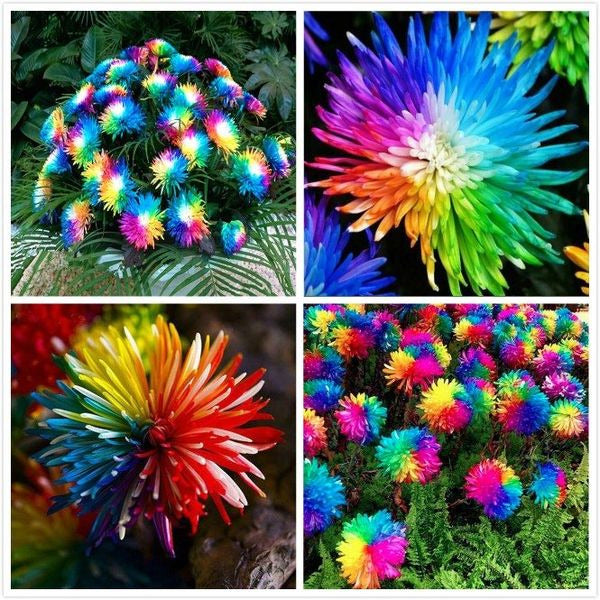 50Pcs Rainbow Chrysanthemum Seeds Plants Bonsai Perennial Flowers Home Garden