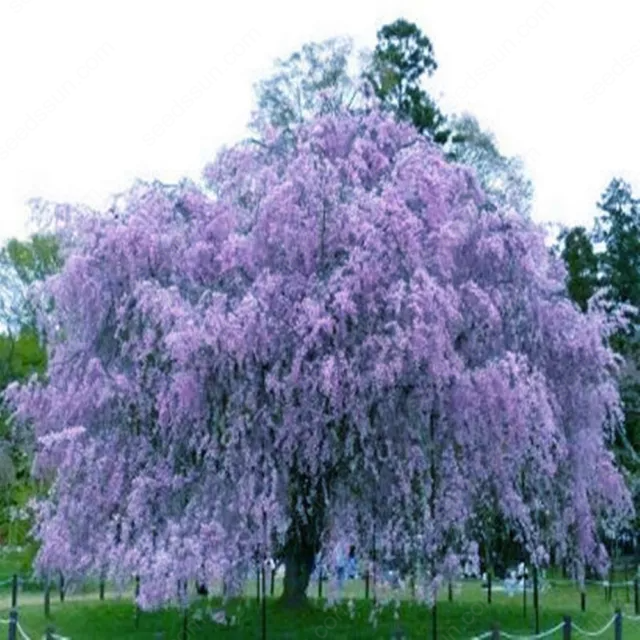 Weeping Sakura Tree Seeds for garden flower blossom