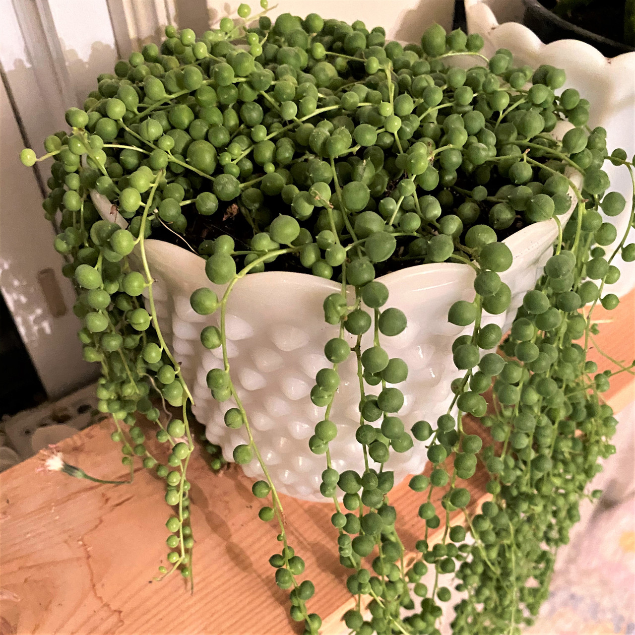 String of Pearls, Senecio Rowleyanus