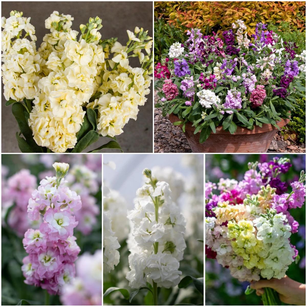 Stock Flower Seeds