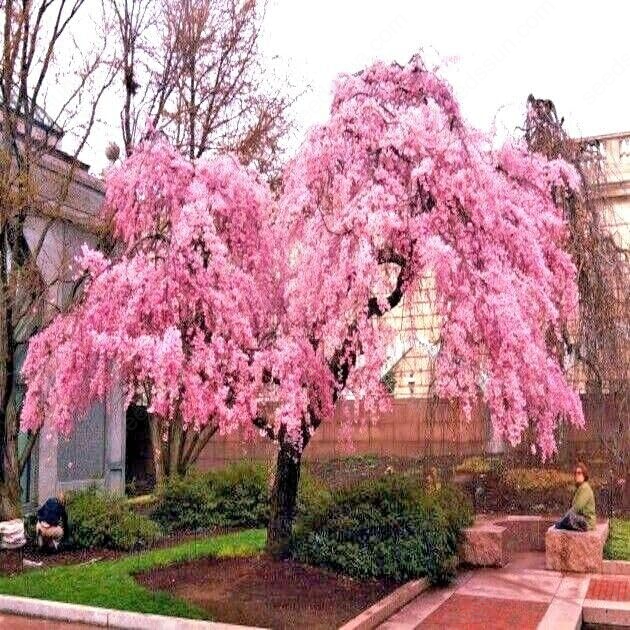 Weeping Sakura Tree Seeds for garden flower blossom