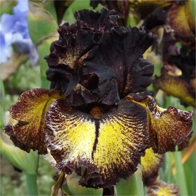 🌼 Iris - Easy to Grow Perennial-Flower Seeds