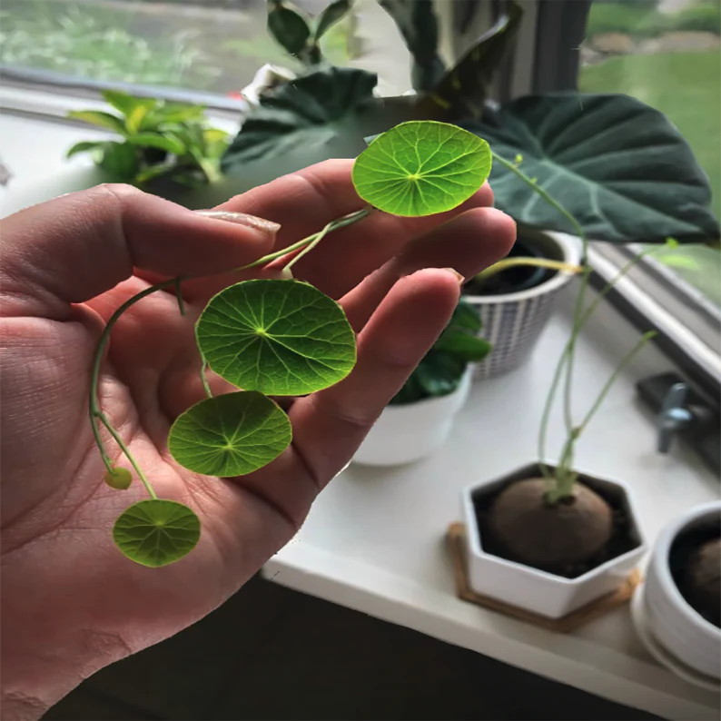 50 Pcs/Pack Stephania Erecta Seeds