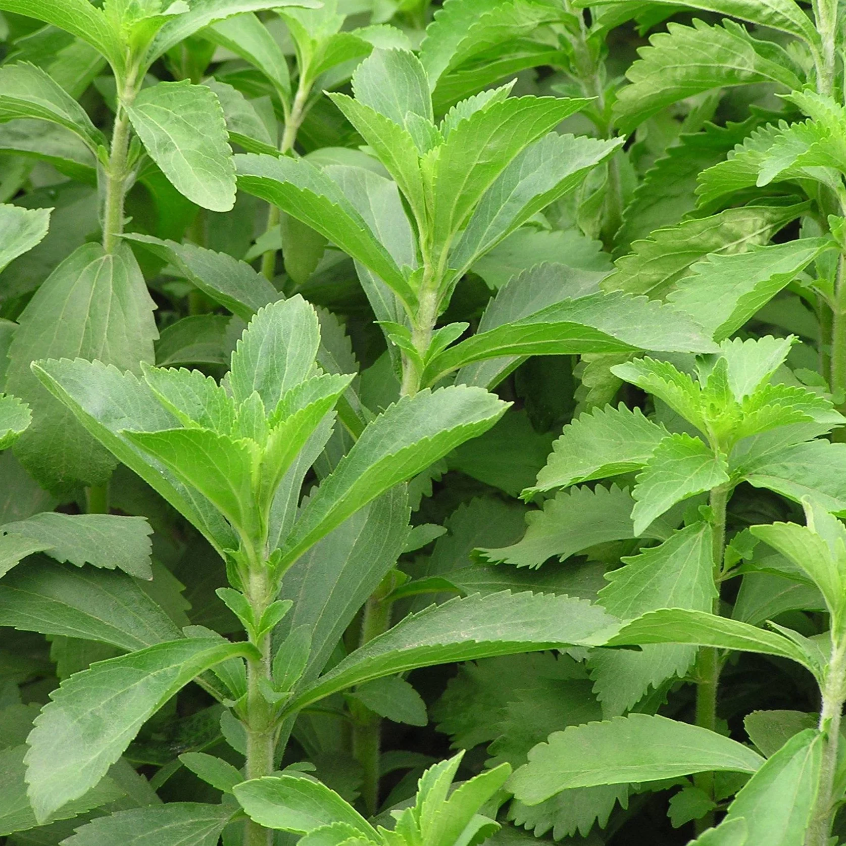 Stevia Seeds | Sweet leaf Herb