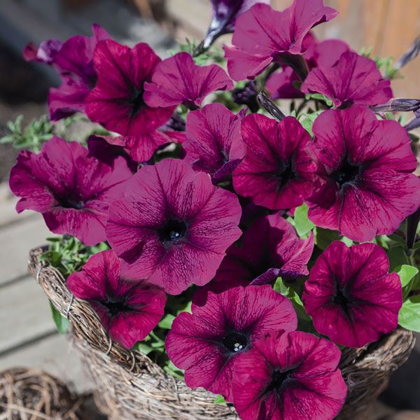  💜Superbissima Wine Red Petunia Seeds