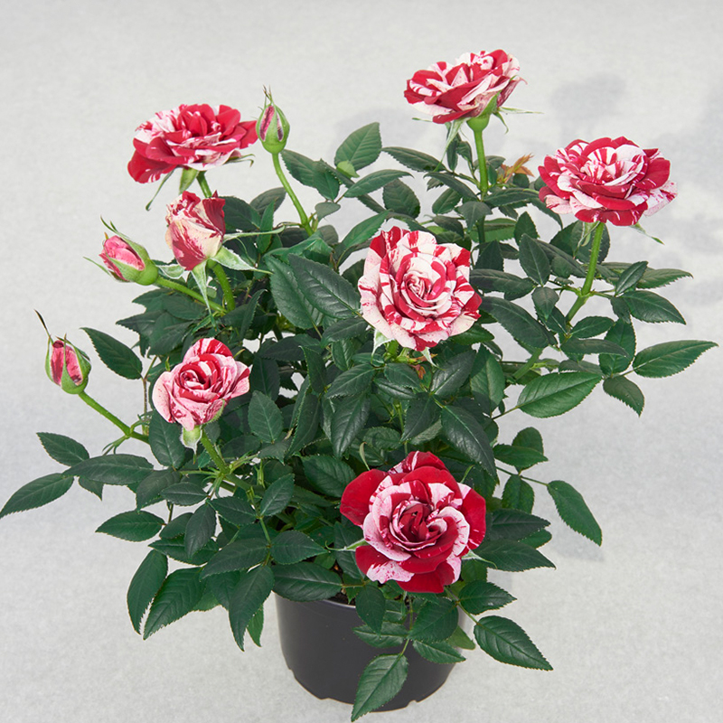 Pink and White Floribunda Rose