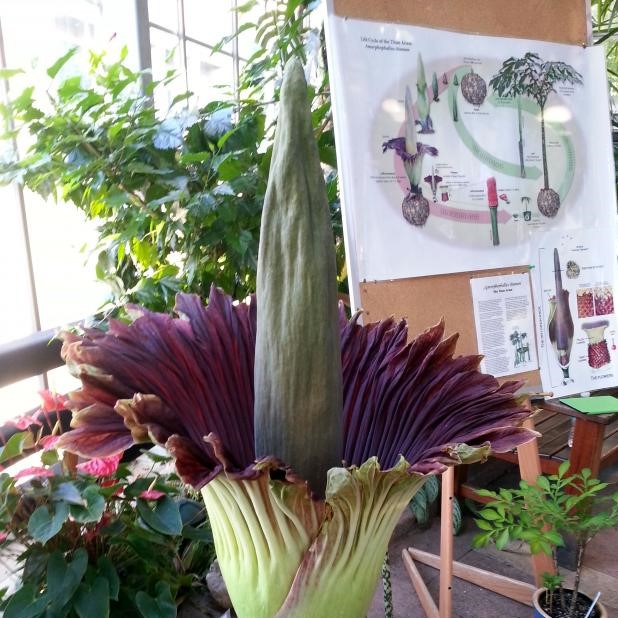 Corpse flower seeds *** LIMITED SUPPLY
