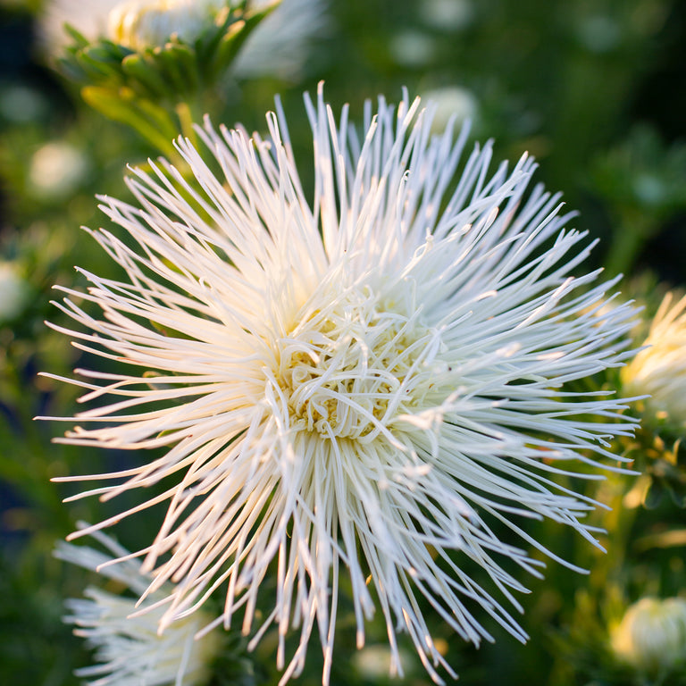 China Aster Valkyrie Yellow