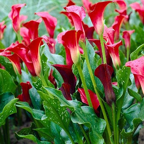 Calla Lily Bulbs Garden Balcony Potted Perennial Flower