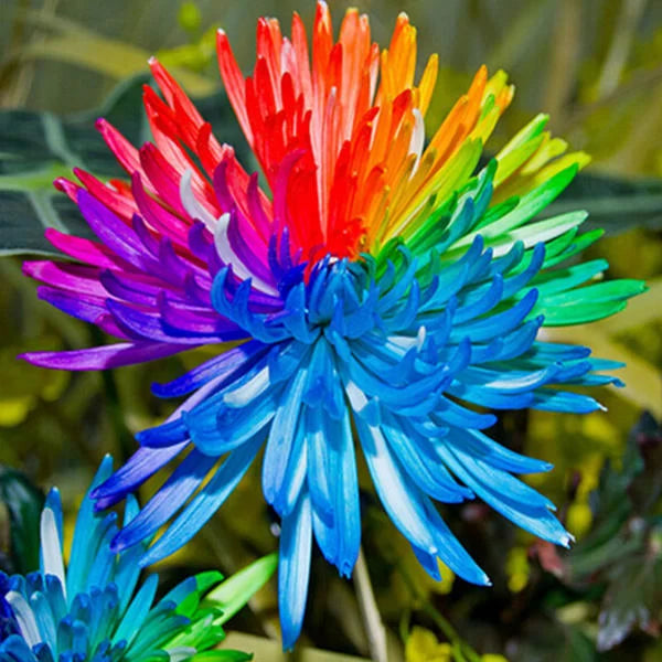 50Pcs Rainbow Chrysanthemum Seeds Plants Bonsai Perennial Flowers Home Garden