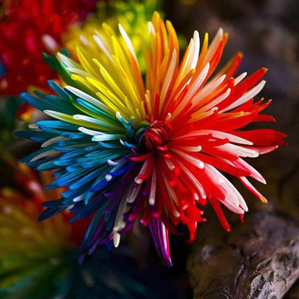 50Pcs Rainbow Chrysanthemum Seeds Plants Bonsai Perennial Flowers Home Garden