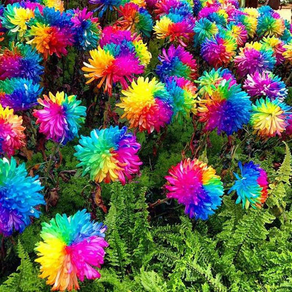 50Pcs Rainbow Chrysanthemum Seeds Plants Bonsai Perennial Flowers Home Garden