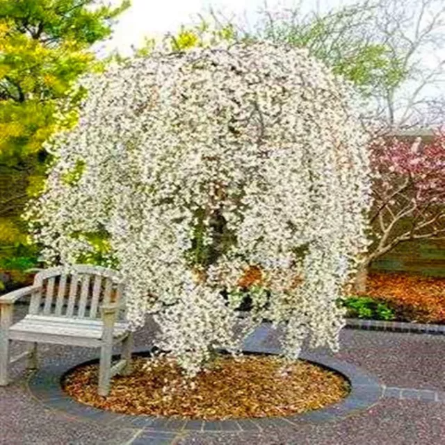 Weeping Sakura Tree Seeds for garden flower blossom