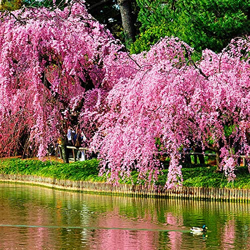 Weeping Sakura Tree Seeds for garden flower blossom