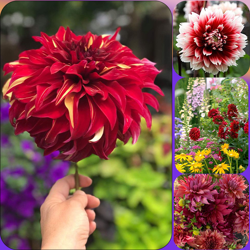 Red Dahlia Garden Rare Flower Multi-colors🔥🔥