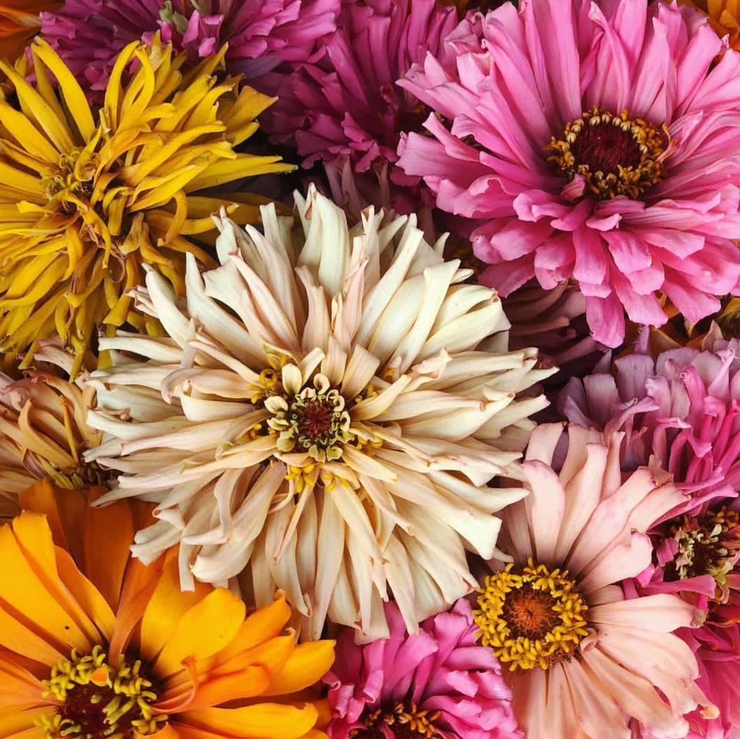 Cactus Mix Zinnia Seeds