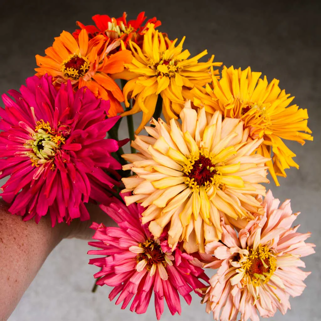 Cactus Mix Zinnia Seeds