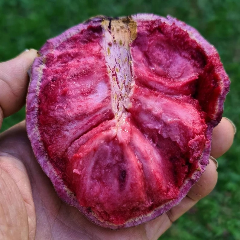 Red Sugar Apple Seeds
