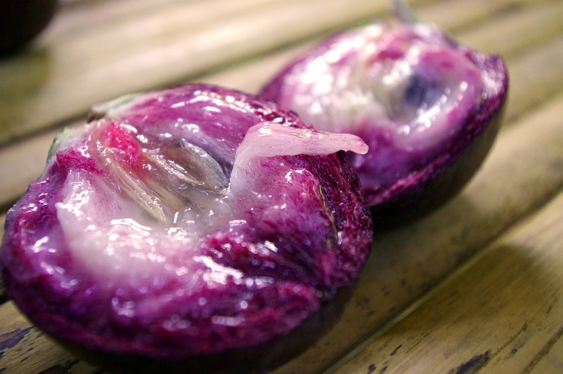 ⭐Star Apple Seeds-Chrysophyllum Cainito