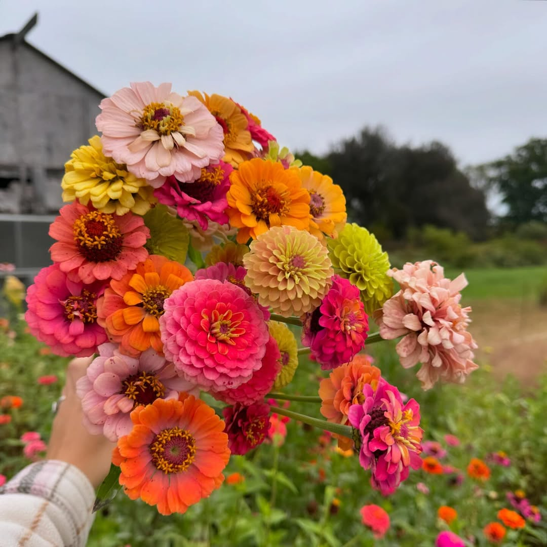 🌸Zinnia Flower Seeds Color Mixed