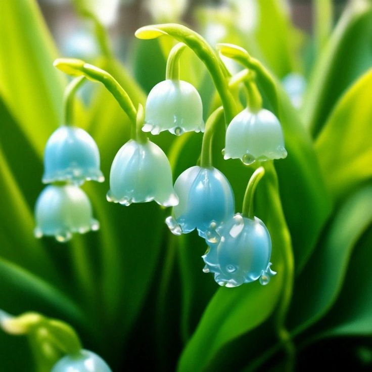 Lily of the Valley Seeds Four Seasons Flowers Sleeping Plants