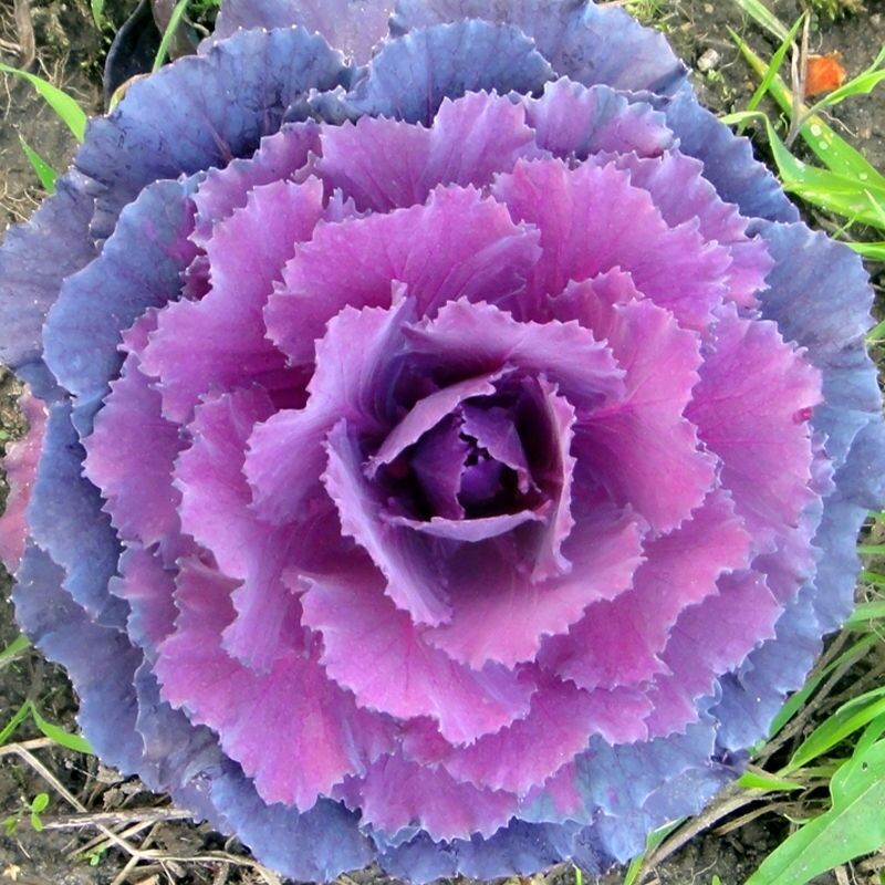 Ornamental Kale🦚Autumn Mix Seeds Non-Gmo