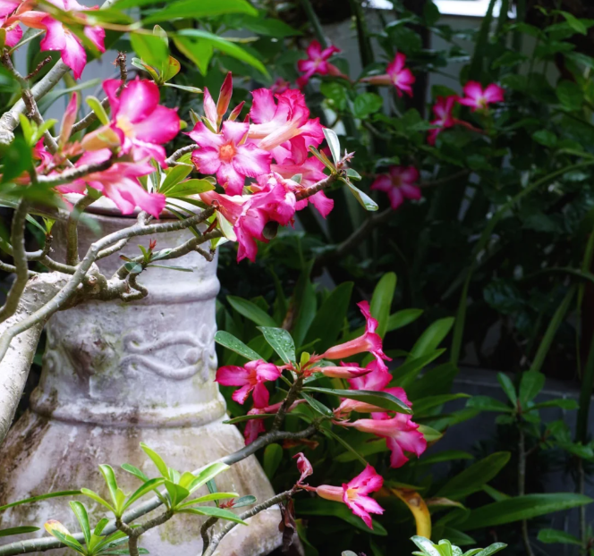 Pink Lady - Desert Rose Seeds