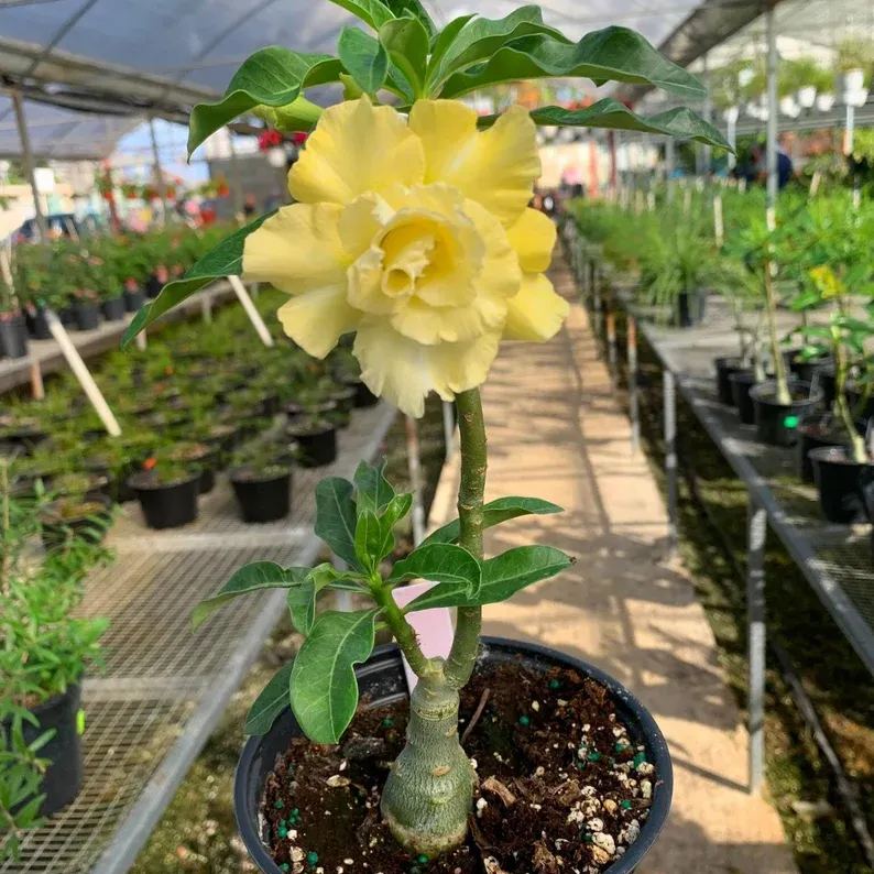 Desert Rose - Yellow