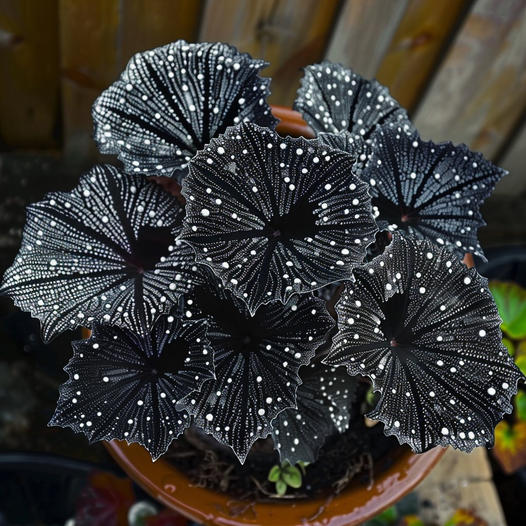 Nocturne Begonia
