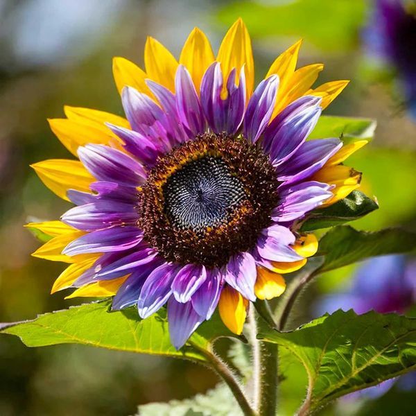 Royal Dawn Sunflower Seeds