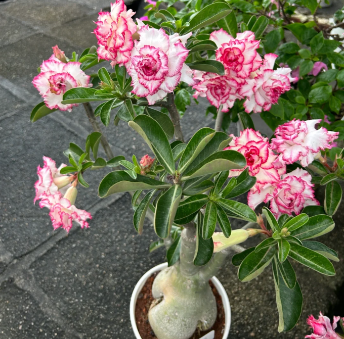 Beautiful Whirlpool - Desert Rose Seeds