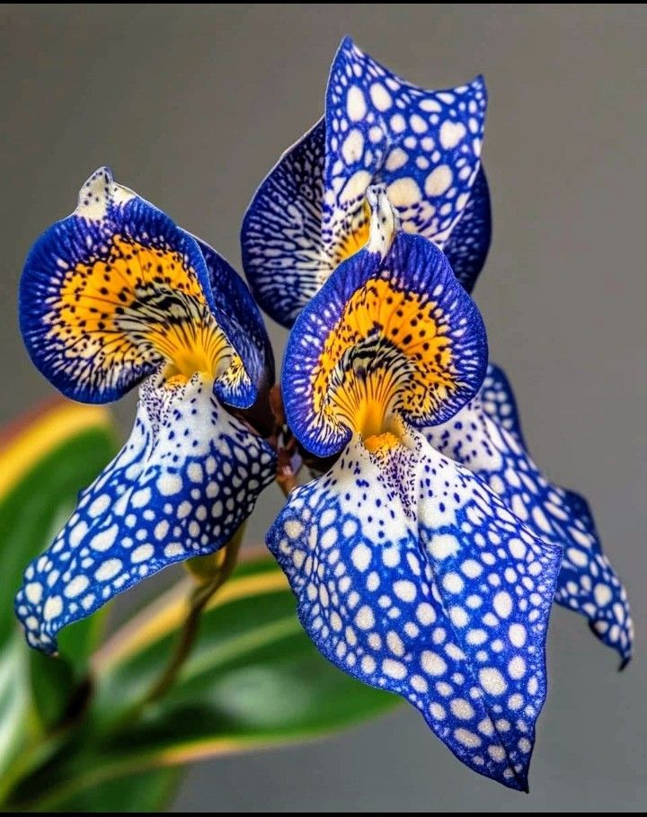 🌺 Peacock Iris (Iris germanica 'Peacock') 🌺