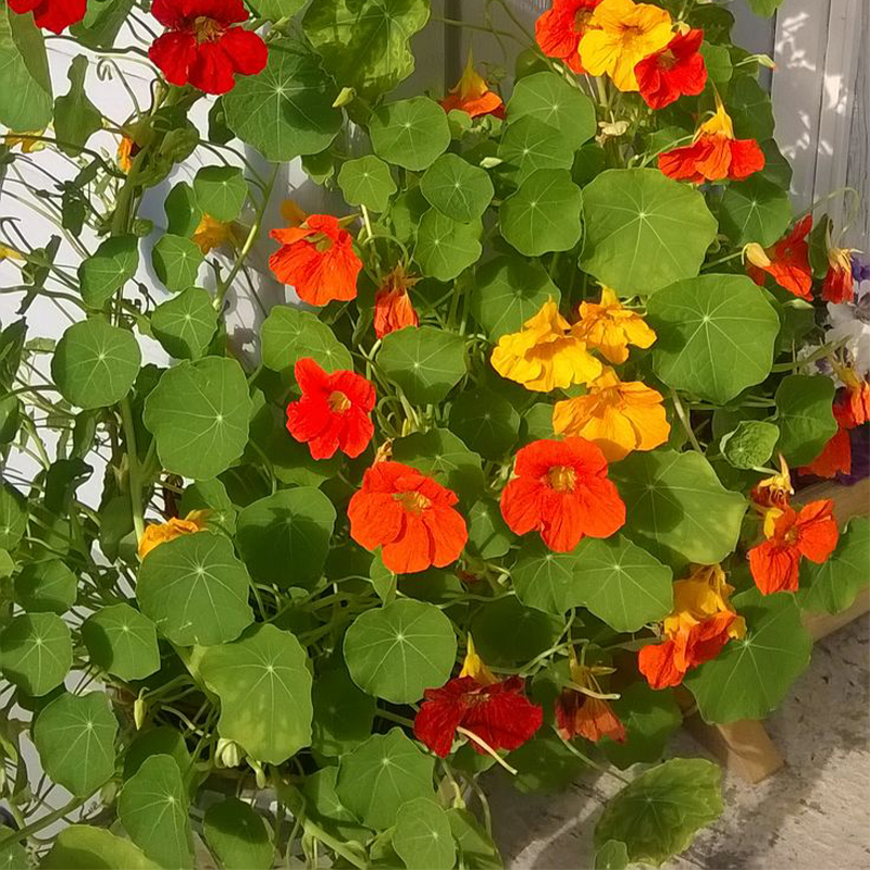 Organic Nasturtium Seeds