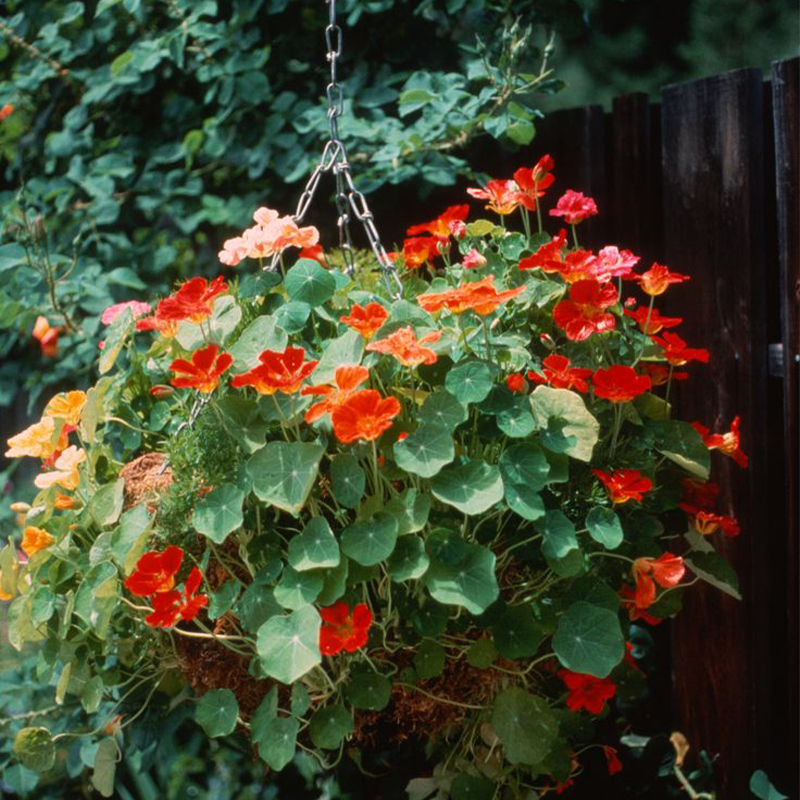 Organic Nasturtium Seeds
