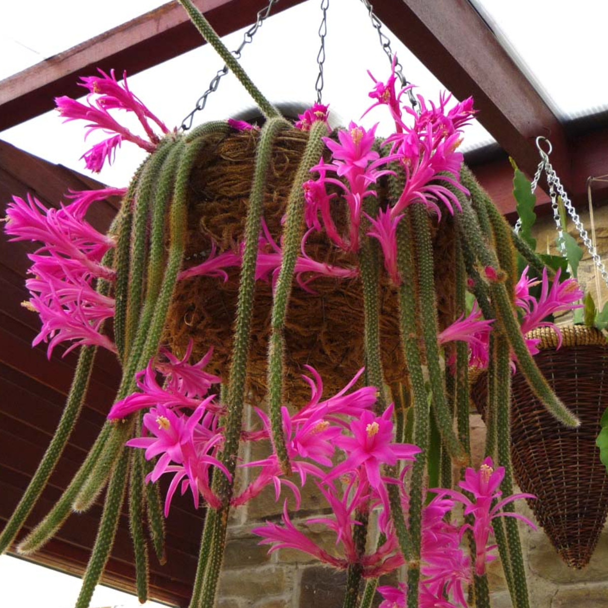 Aporocactus Flagelliformis Flowers Seeds