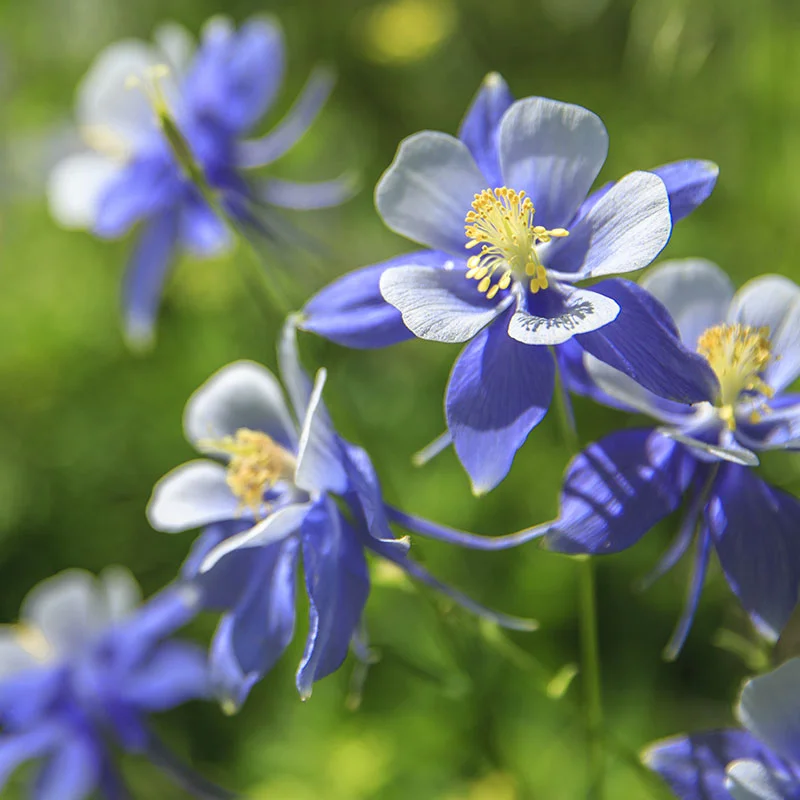 Columbine Seeds | Perennial Flower Seed