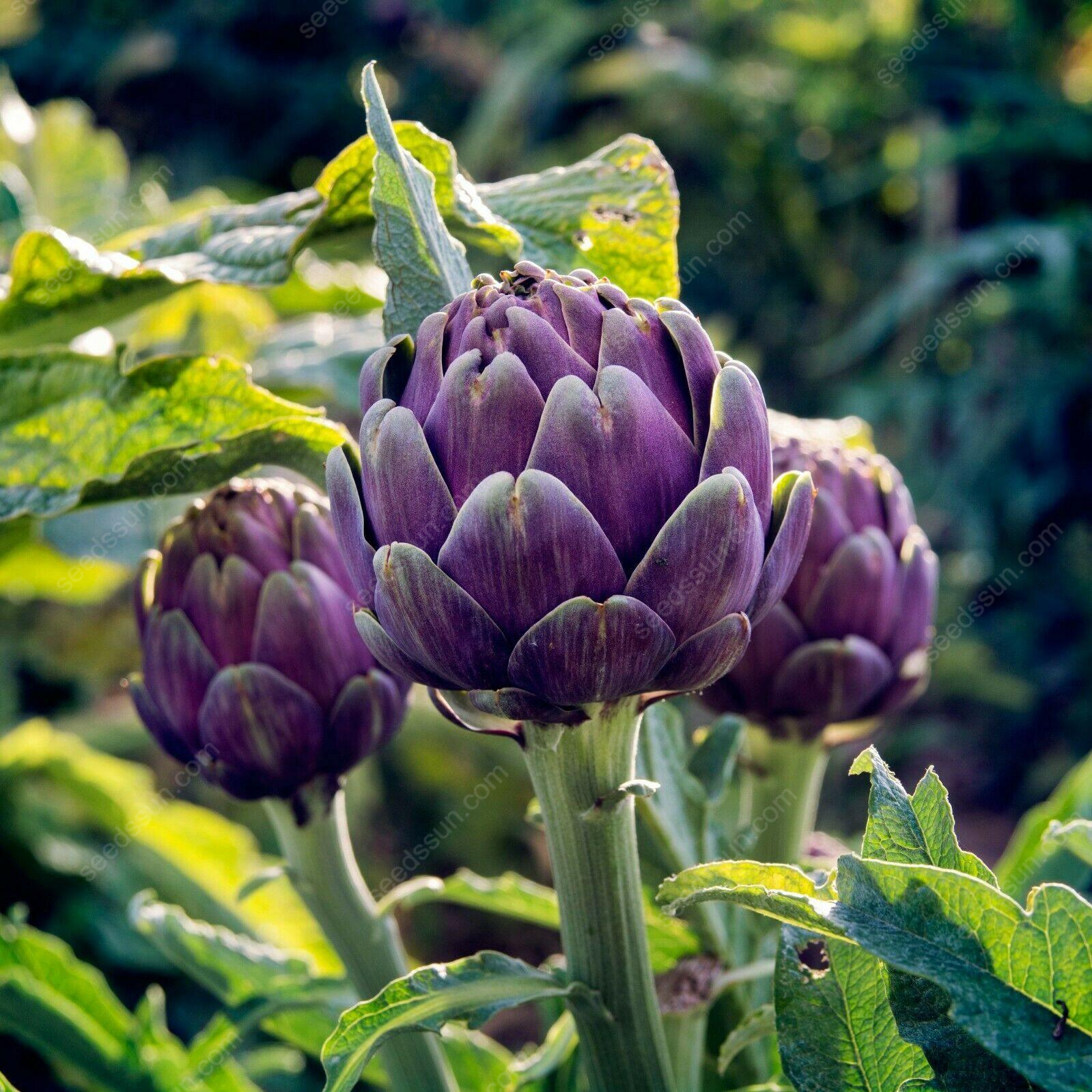 Artichoke - Seeds of Artichoke