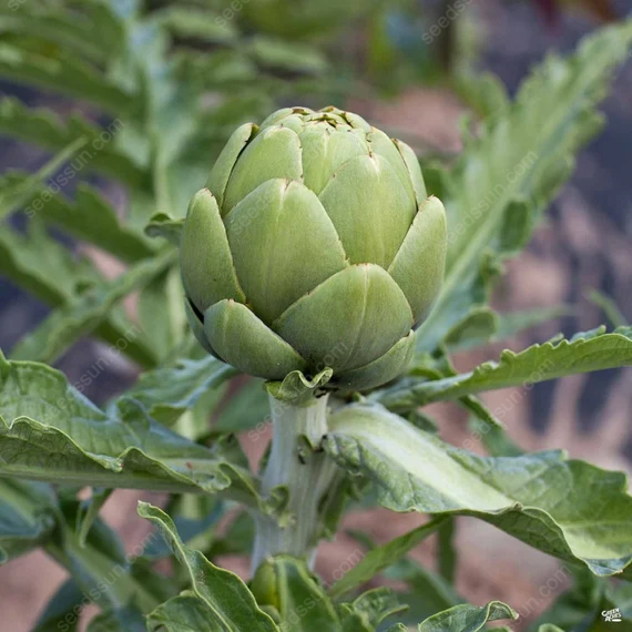 Artichoke - Seeds of Artichoke
