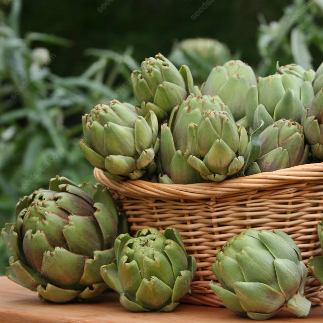 Artichoke - Seeds of Artichoke