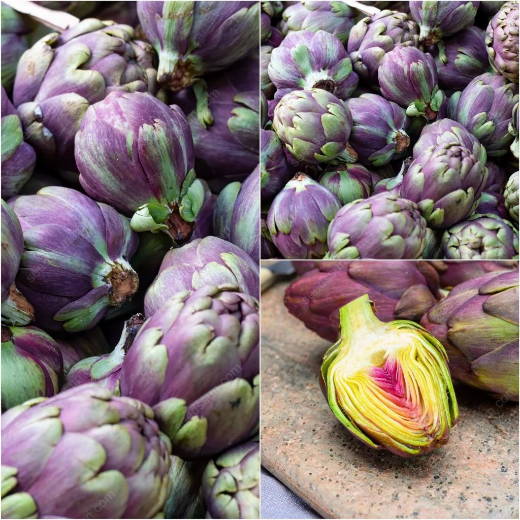Artichoke - Seeds of Artichoke