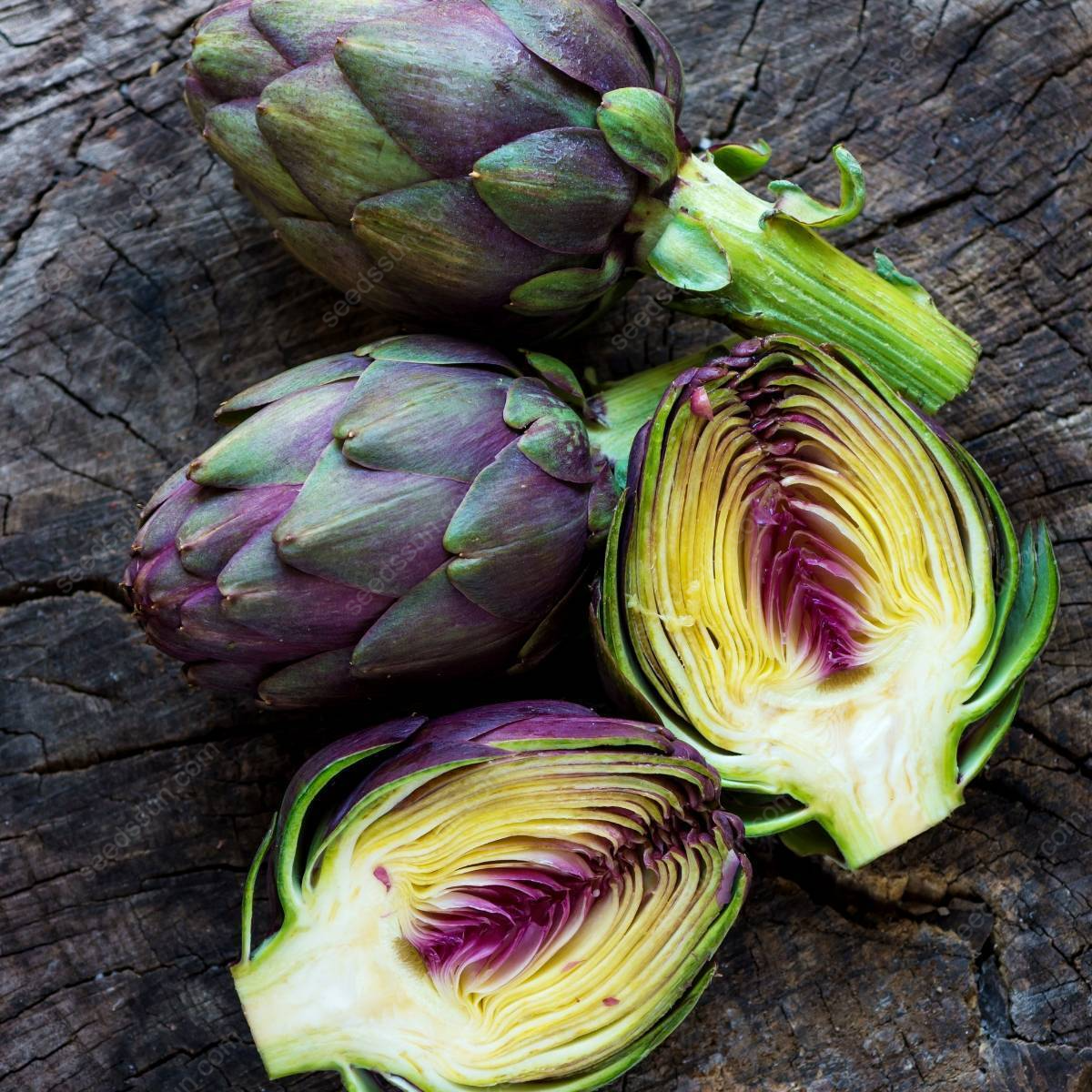 Artichoke - Seeds of Artichoke