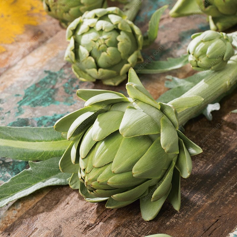 Artichoke - Seeds of Artichoke