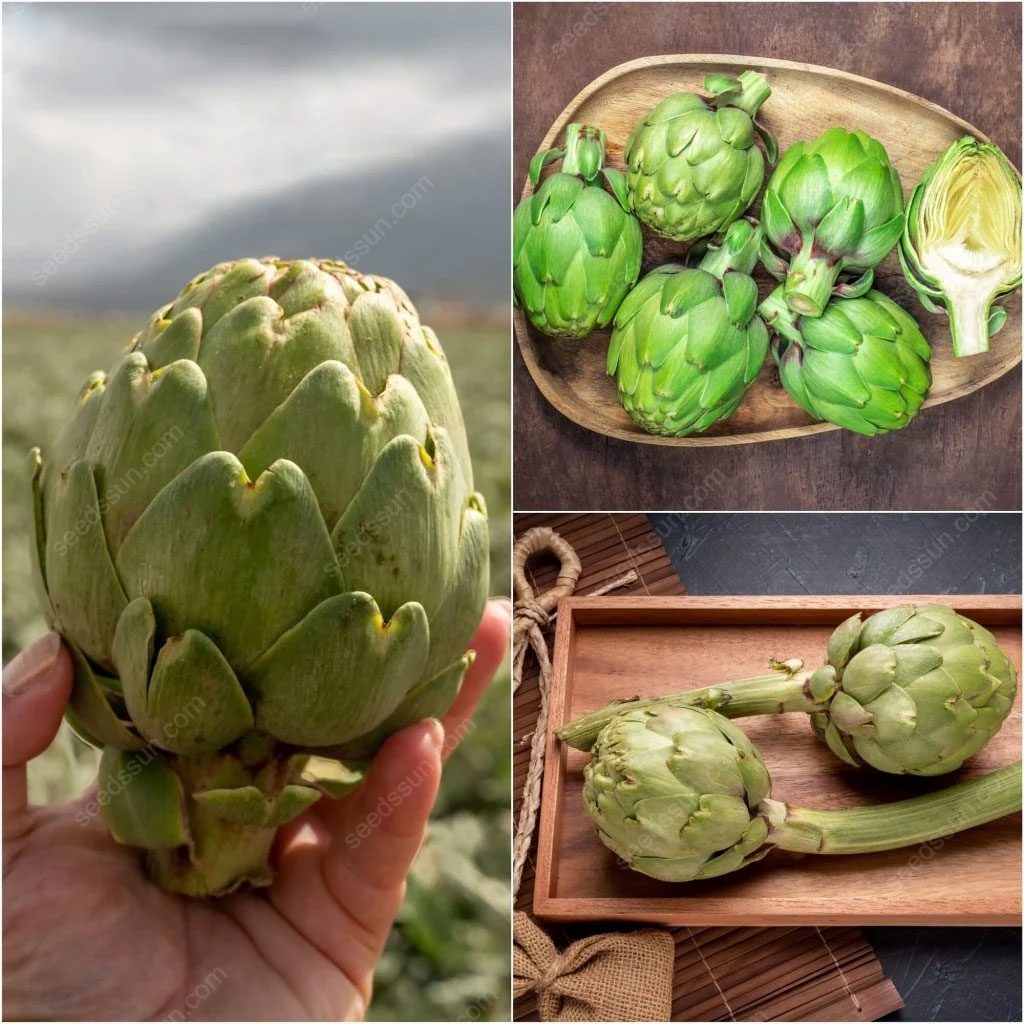 Artichoke - Seeds of Artichoke [🚀Limited Stock🚀]