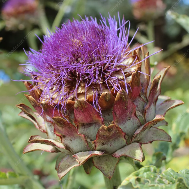 Artichoke - Seeds of Artichoke