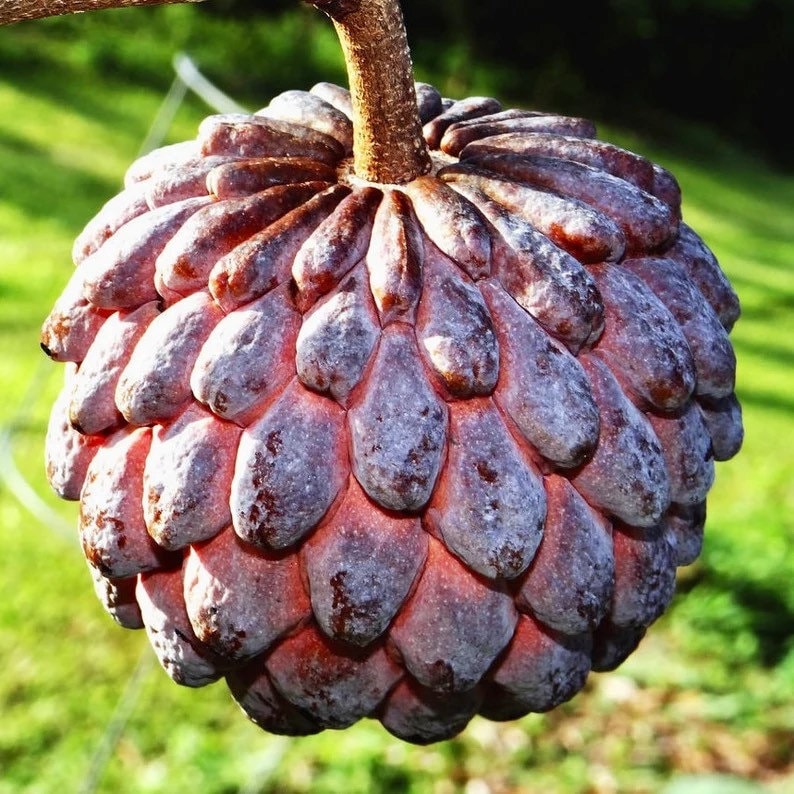 Red Sugar Apple Seeds